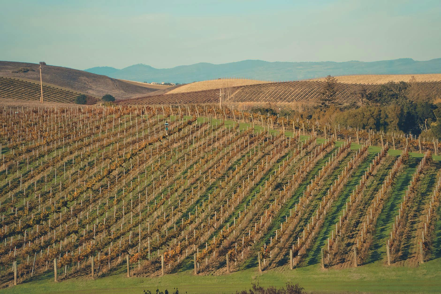 a view of a vineyard in napa valley